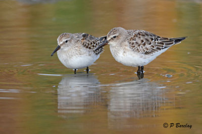 White-rumped Sandpipers: SERIES (2 images)