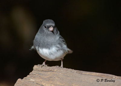 Dark-eyed Junco