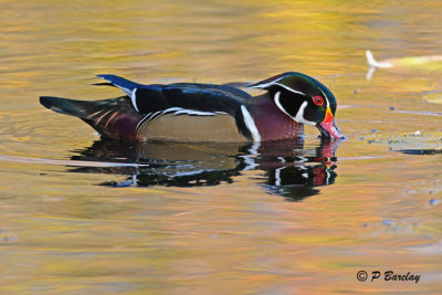 Wood Duck (m)
