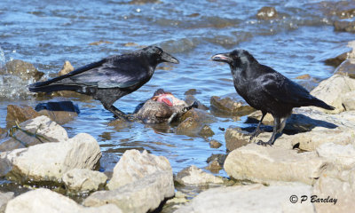 American Crows