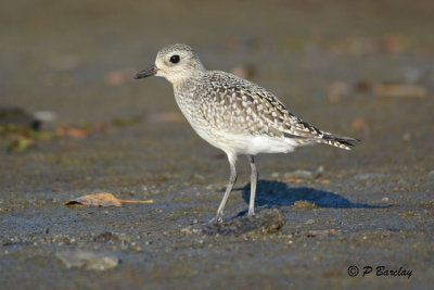 Black-bellied Plover