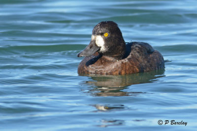 Lesser Scaup