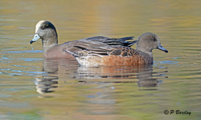 American Wigeon (m&f)