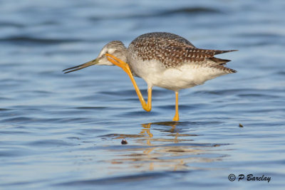 Lesser Yellowlegs