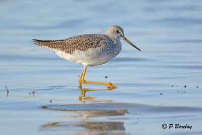 Lesser Yellowlegs