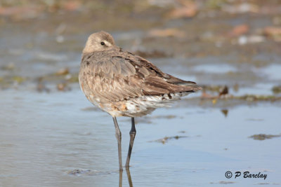 Hudsonian Godwit