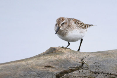 White-rumped Sandpiper