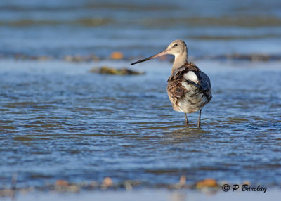 Hudsonian Godwit