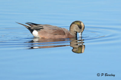 American Wigeon (m)
