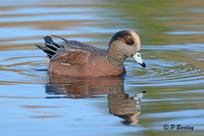 American Wigeon