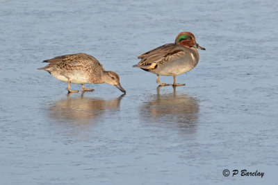 Green-winged Teals