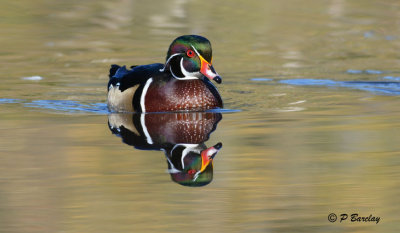 Wood Duck (m)