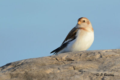 Snow Bunting: SERIES (2 images)