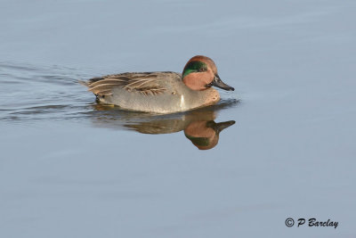 Green-winged Teals: SERIES (2 images)