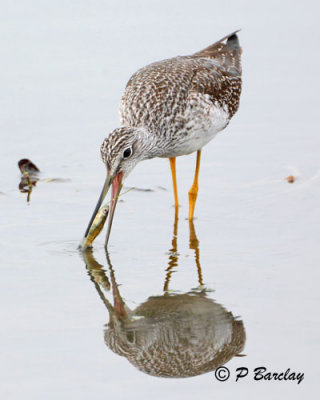 Greater Yellowlegs