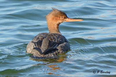 Red-breasted Merganser