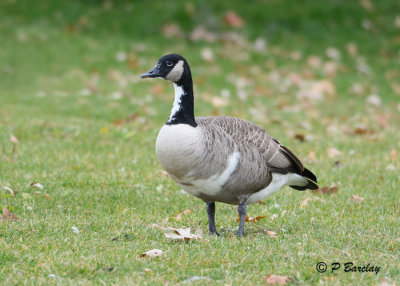 Canada Goose (partially leucistic)