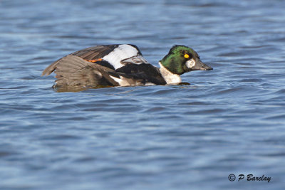 Common Goldeneye (m)