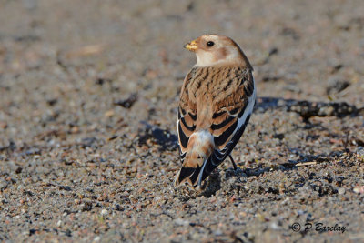Snow Bunting