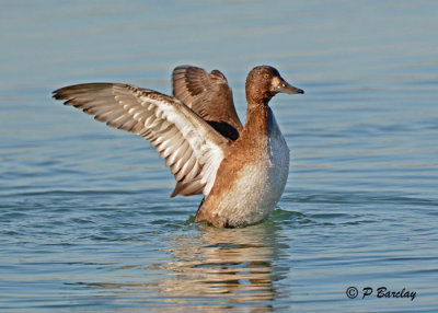Lesser Scaup (f)