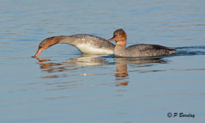 Red-breasted Mergansers