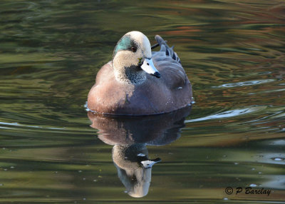 American Wigeon (m)