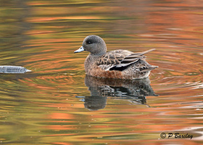 American Wigeon (f)