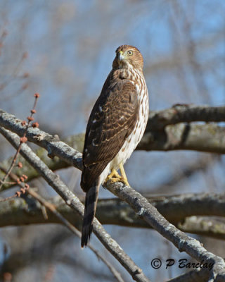 Cooper's Hawk