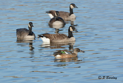 Northern Shoveler: SERIES (2 images)