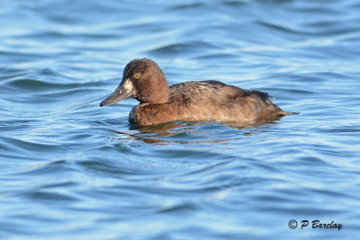 Lesser Scaup