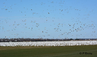 Snow Geese