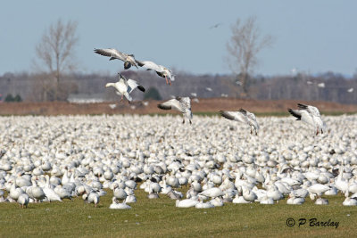 Snow Geese