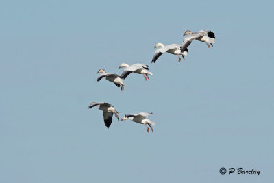 Snow Geese: SERIES (2 images)