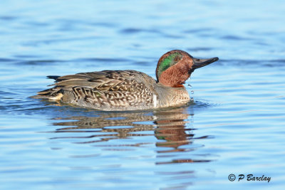 Green-winged Teal: SERIES (2 images)