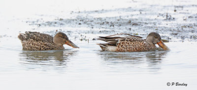 Northern Shovelers
