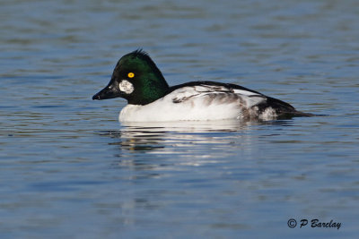 Common Goldeneye (m)