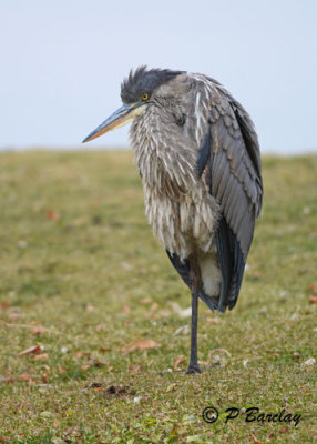 Great Blue Heron