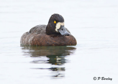 Lesser Scaup: SERIES (3 images)