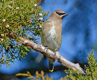 Cedar Waxwing