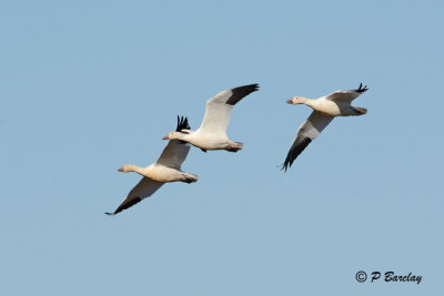 Snow Geese: SERIES (2 images)