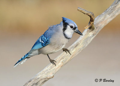 Blue Jay