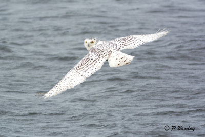 Snowy Owl