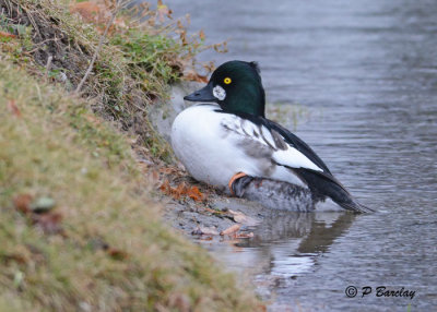 Common Goldeneye