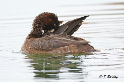 Lesser Scaup