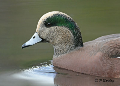 American Wigeon:  SERIES (2 images)