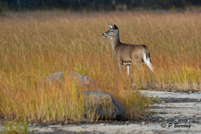 White-tailed Deer