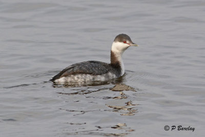 Horned Grebe:  SERIES (2 images)