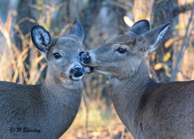 White-tailed Deer