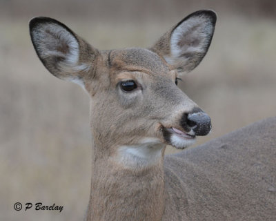 White-tailed Deer