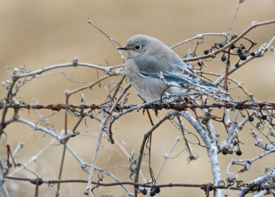 Mountain Bluebird (f)